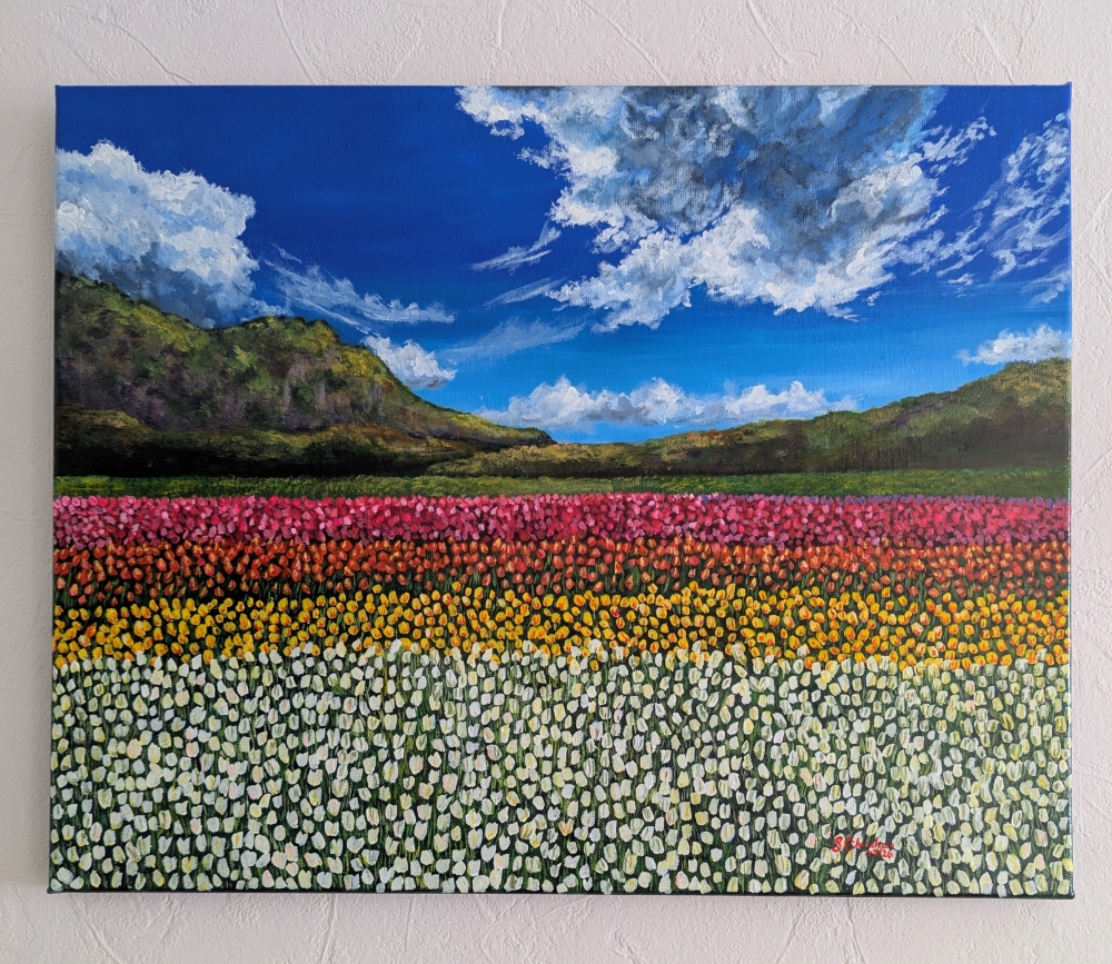 Colourful Field Of Tulips 