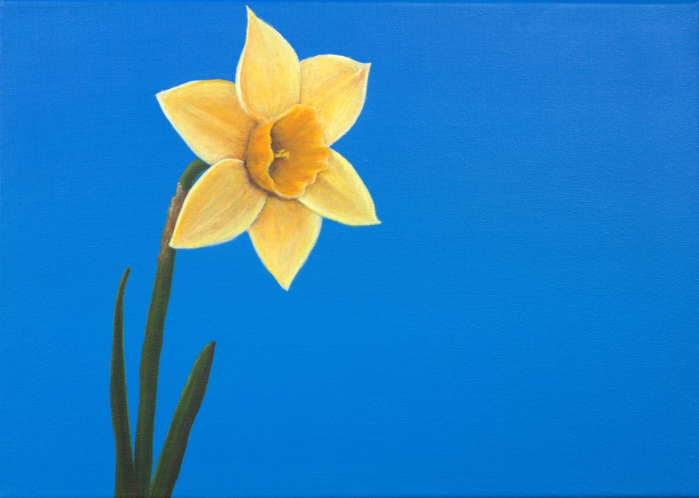 Spring daffodil