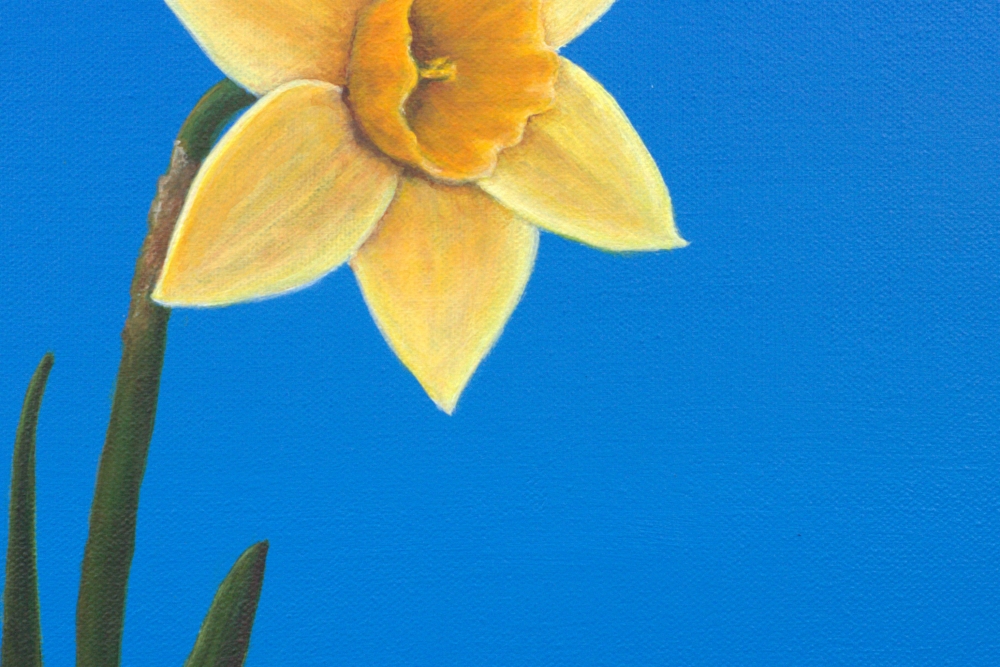 Spring daffodil