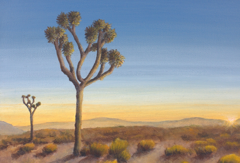 Sunrise Among The Joshua Trees