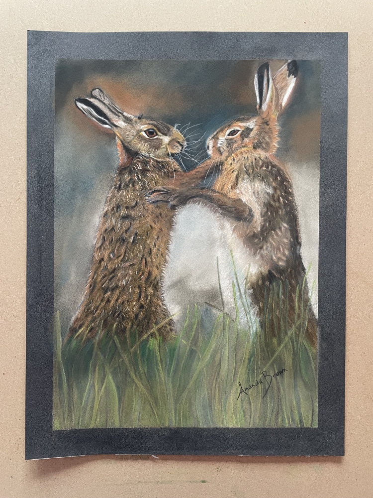 Brown Hares Boxing in Spring