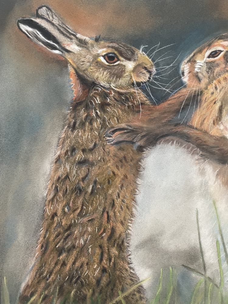 Brown Hares Boxing in Spring