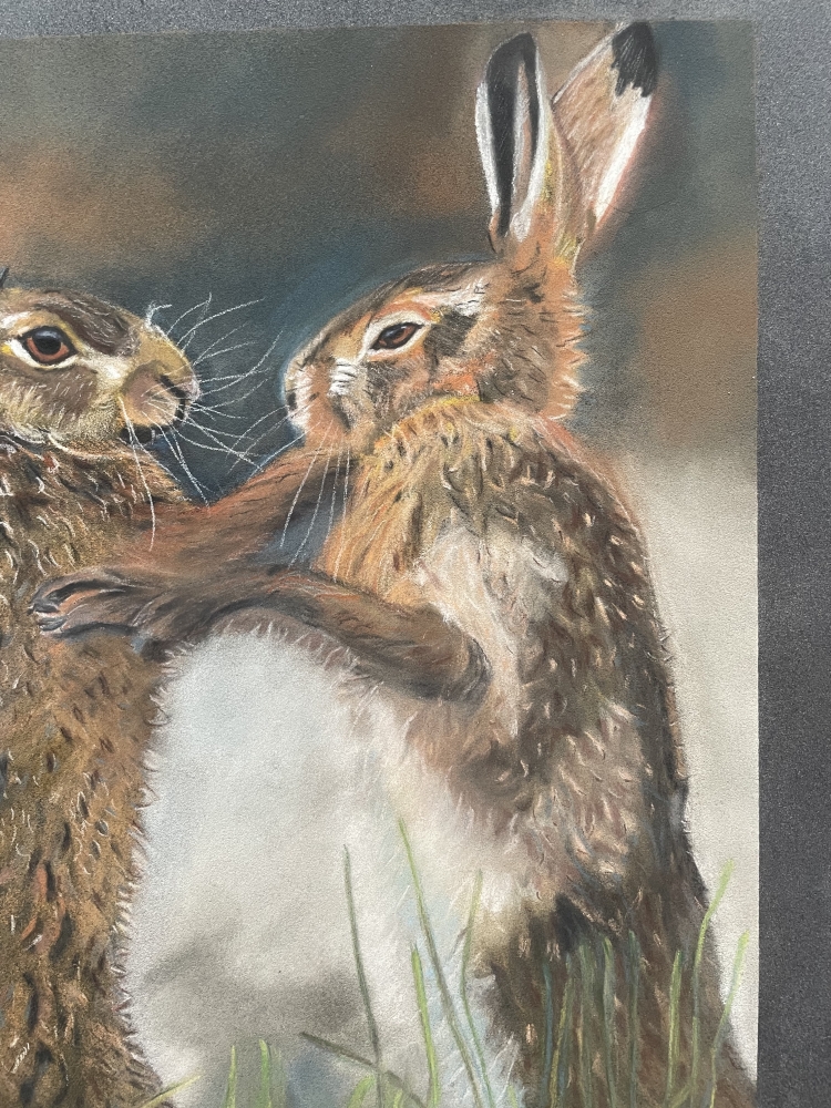 Brown Hares Boxing in Spring