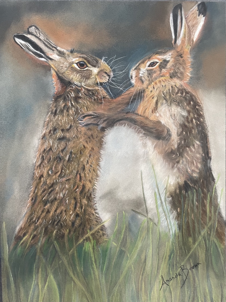 Brown Hares Boxing in Spring