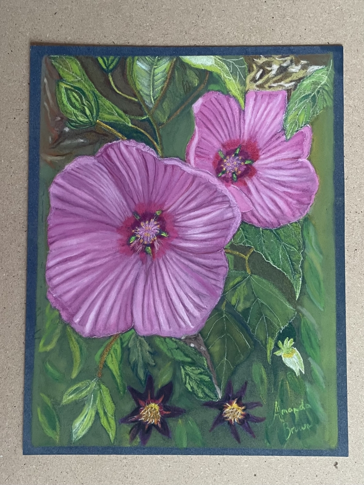 Rose Mallow Flowers