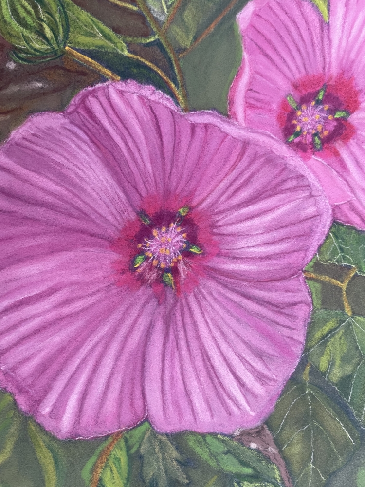 Rose Mallow Flowers