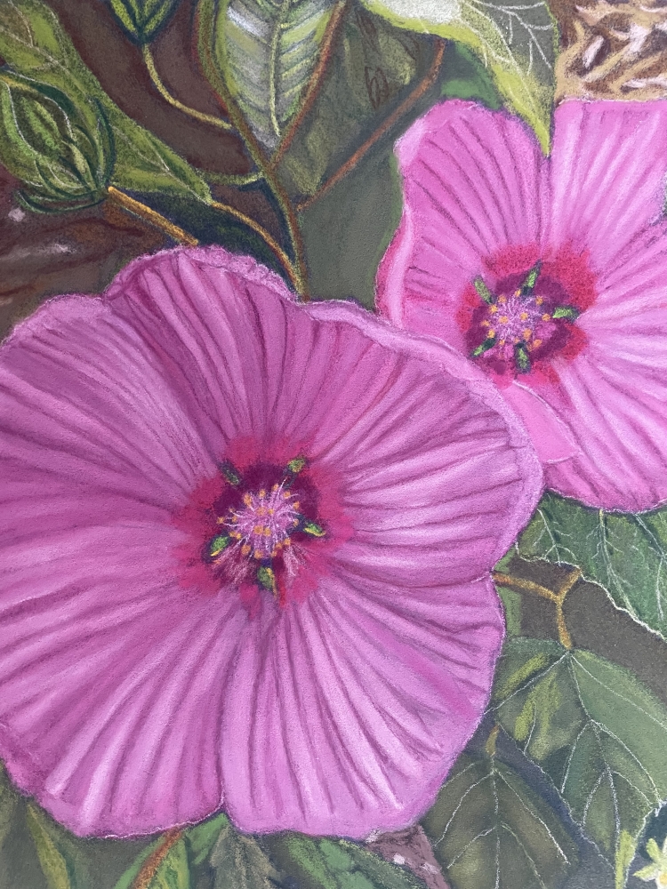 Rose Mallow Flowers