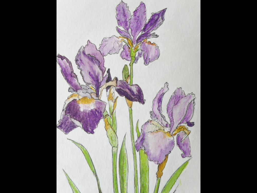 Iris