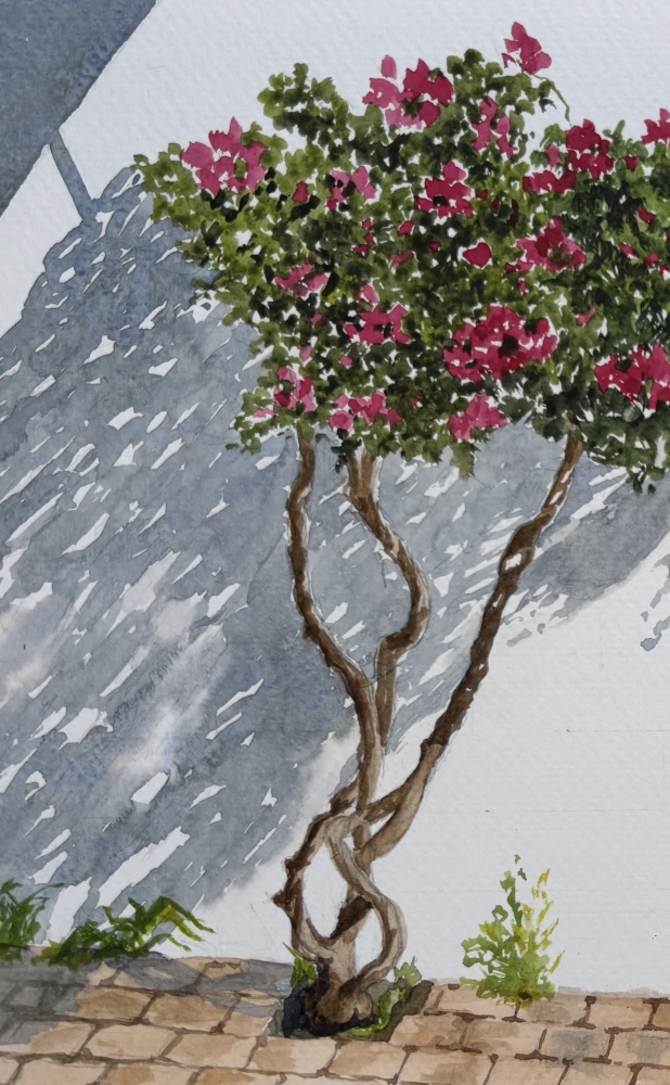 SPANISH SHRUB AND SHADOWS