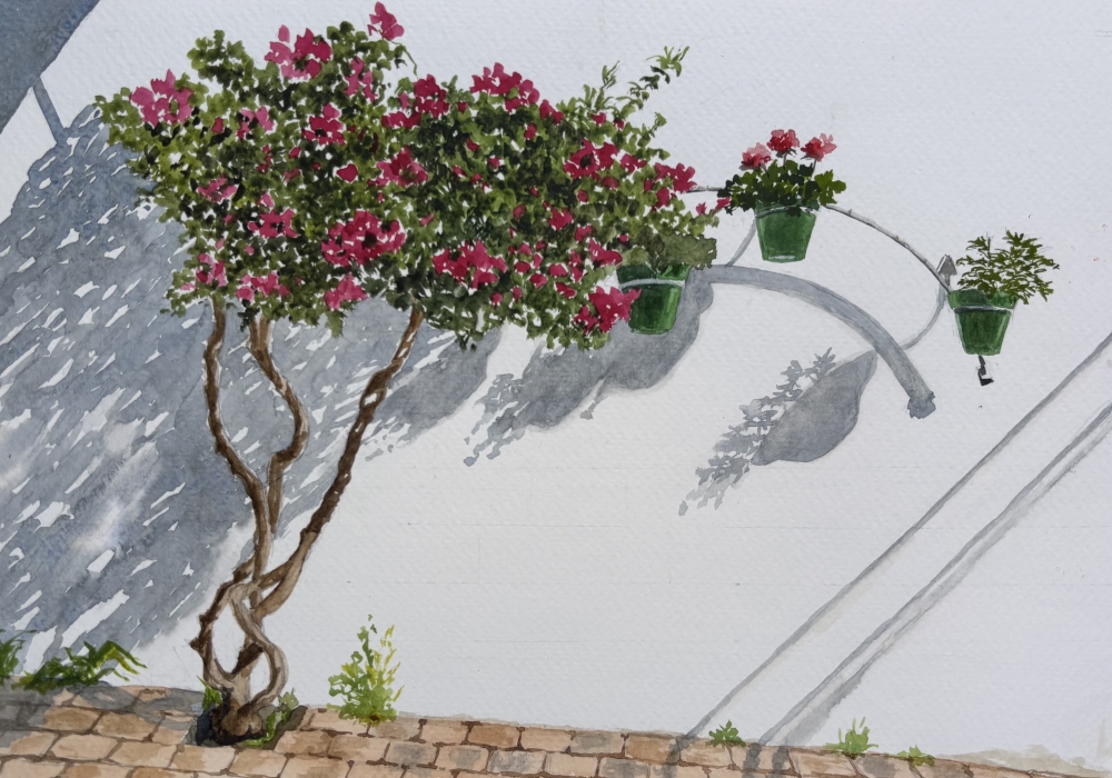 SPANISH SHRUB AND SHADOWS