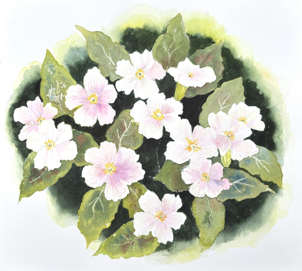 PINK PRIMROSES