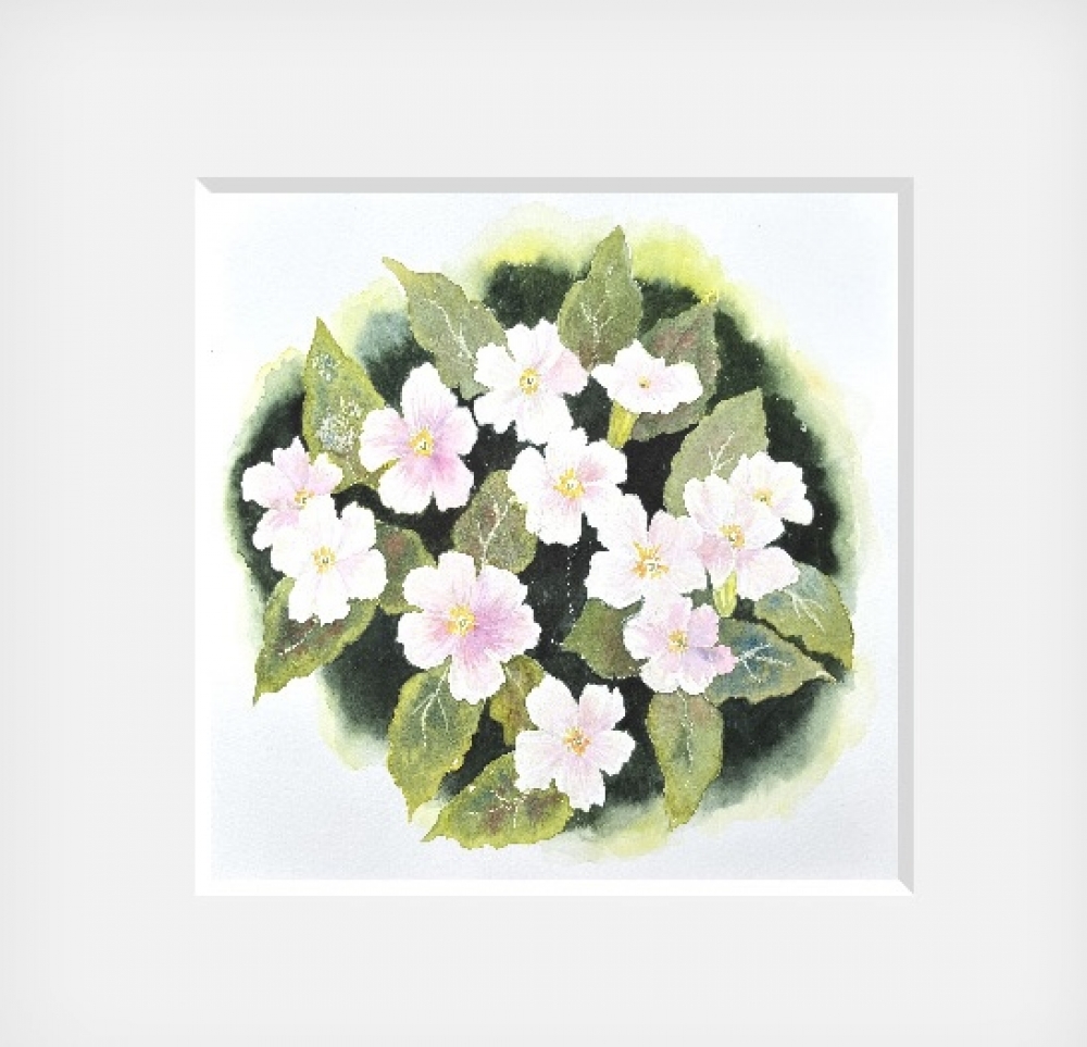 PINK PRIMROSES