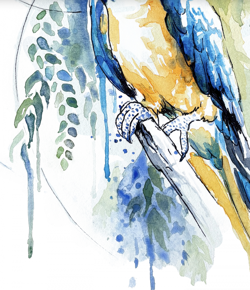 Blue Macaw