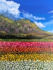 Colourful Field Of Tulips 