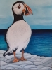 Puffin On Rocks
