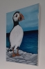 Puffin On Rocks