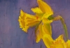 Dancing Daffodils