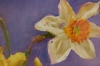 Dancing Daffodils