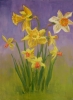 Dancing Daffodils