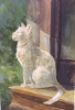 \"White Cat in the Moonlight\"