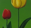 Two Tulips