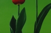 Two Tulips