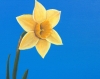 Spring daffodil