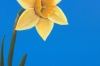 Spring daffodil