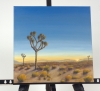 Sunrise Among The Joshua Trees