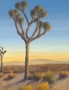Sunrise Among The Joshua Trees