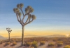 Sunrise Among The Joshua Trees
