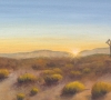 Sunrise Among The Joshua Trees