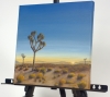 Sunrise Among The Joshua Trees