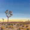 Sunrise Among The Joshua Trees