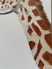 Giraffes Head and Neck