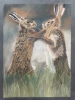 Brown Hares Boxing in Spring