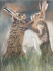 Brown Hares Boxing in Spring