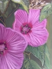 Rose Mallow Flowers