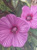 Rose Mallow Flowers