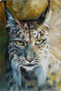 Lynx