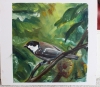 Coal Tit