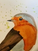Robin red breast
