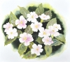 PINK PRIMROSES