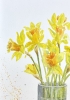 SPRING DAFFODILS 