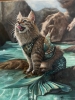 Cat Mermaid 