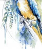 Blue Macaw
