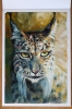Lynx