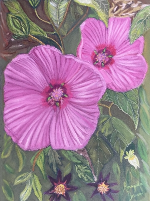 Rose Mallow Flowers -  Hand Drawn 