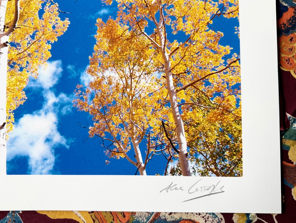 Golden Aspens