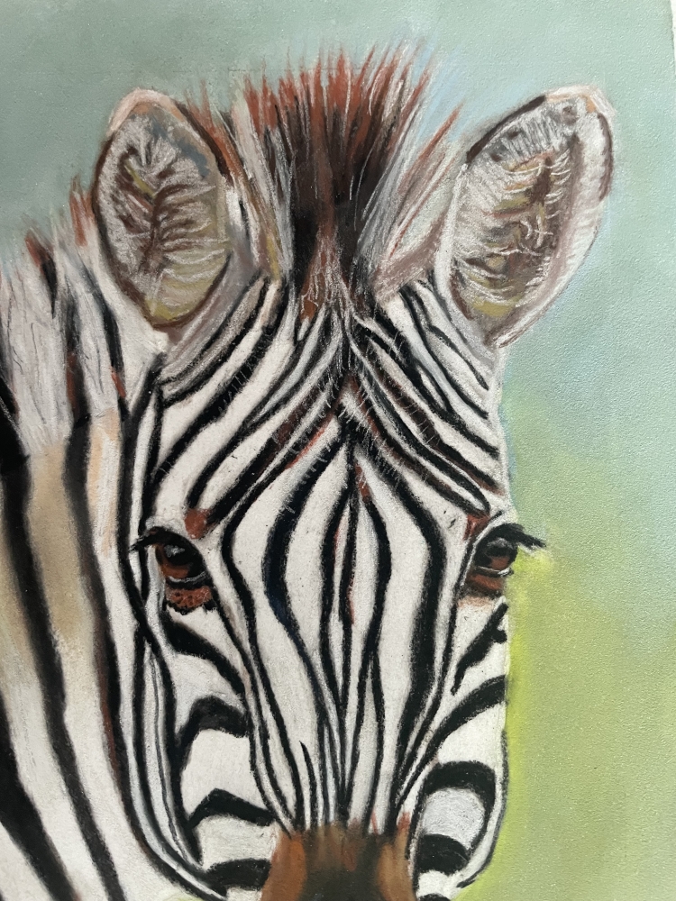Ziggy The Zebra